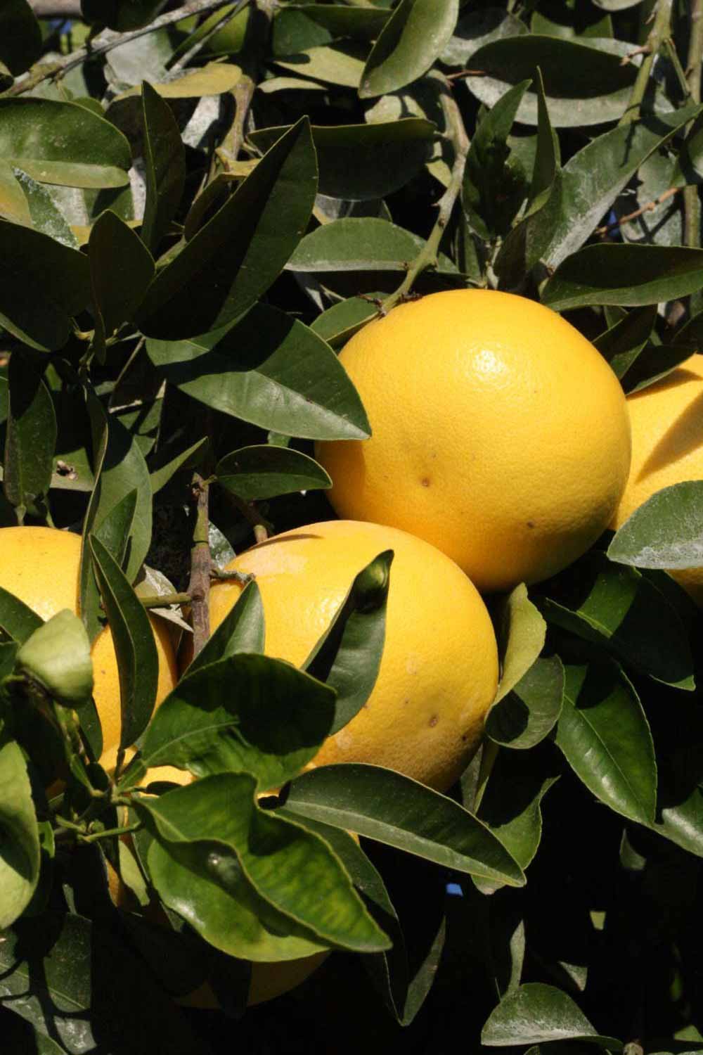              Fruit (Riverside, CA)       